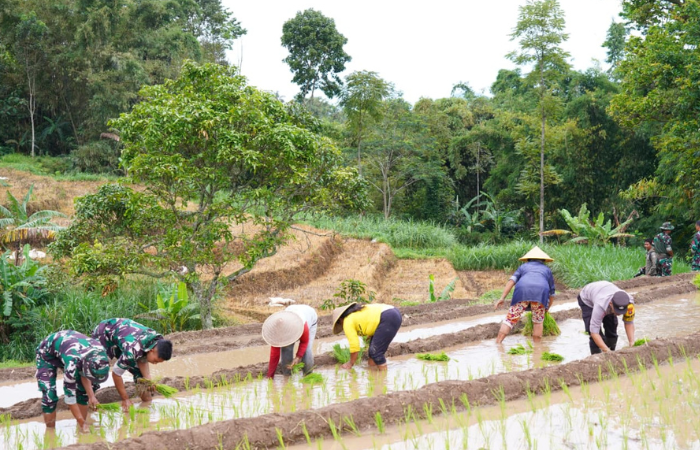 TNI-Community Rice Planting in Blitar Village Boosts Food Security Under TMMD Program